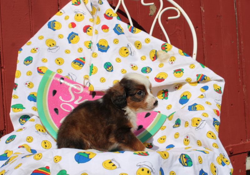puppy, for, sale, Mini Bernedoodle F2, Matthew B. Stoltzfus, dog, breeder, Gap, PA, dog-breeder, puppy-for-sale, forsale, nearby, find, puppyfind, locator, puppylocator, aca
